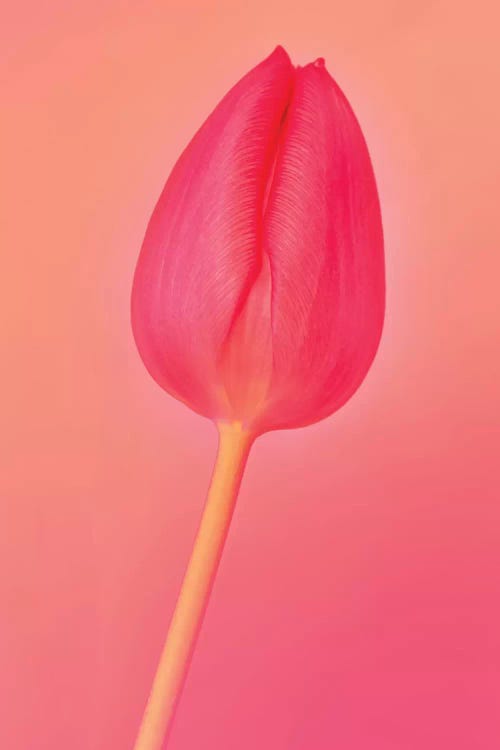 One Tulip