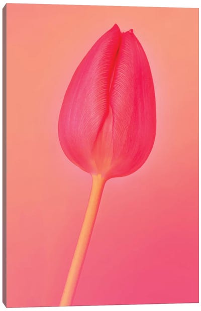 One Tulip Canvas Art Print - Beli