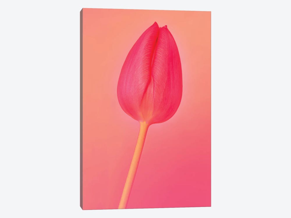 One Tulip by Beli 1-piece Art Print