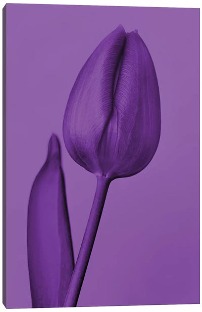 One Tulip In Purple Canvas Art Print - Monochromatic Photography