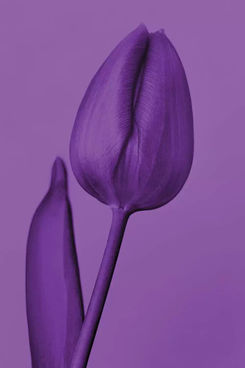 One Tulip In Purple by Beli wall art