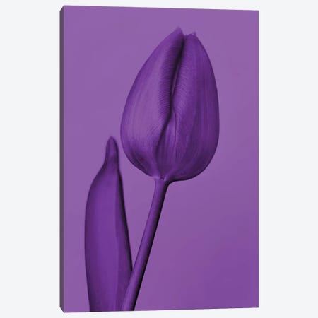 One Tulip In Purple Canvas Print #BLI118} by Beli Canvas Print