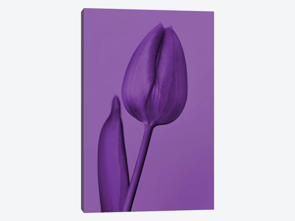 One Tulip In Purple by Beli 1-piece Canvas Wall Art