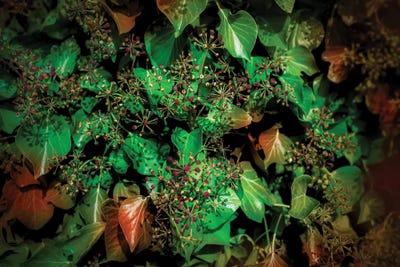 Autumn Leaves by Beli framed wall art