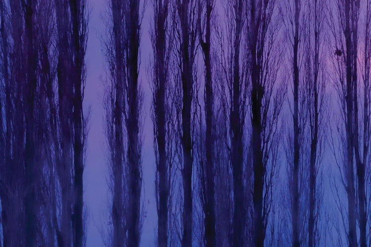 Abstract Winter Trees by Beli wall art