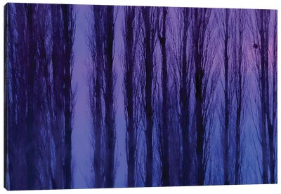 Abstract Winter Trees Canvas Art Print - Beli