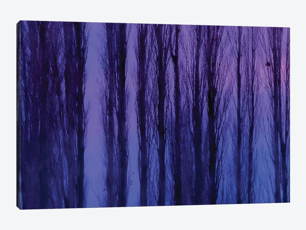 Abstract Winter Trees by Beli 1-piece Canvas Artwork