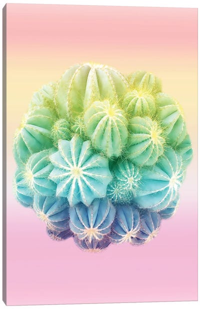 Amazing Cactus And Colorful Shades Canvas Art Print - Beli