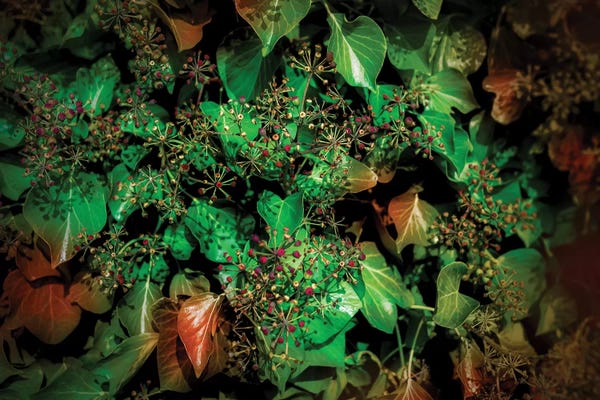 Beli: Autumn Leaves by Beli