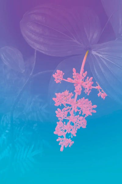 Vibrant Tropical Flower by Beli framed wall art