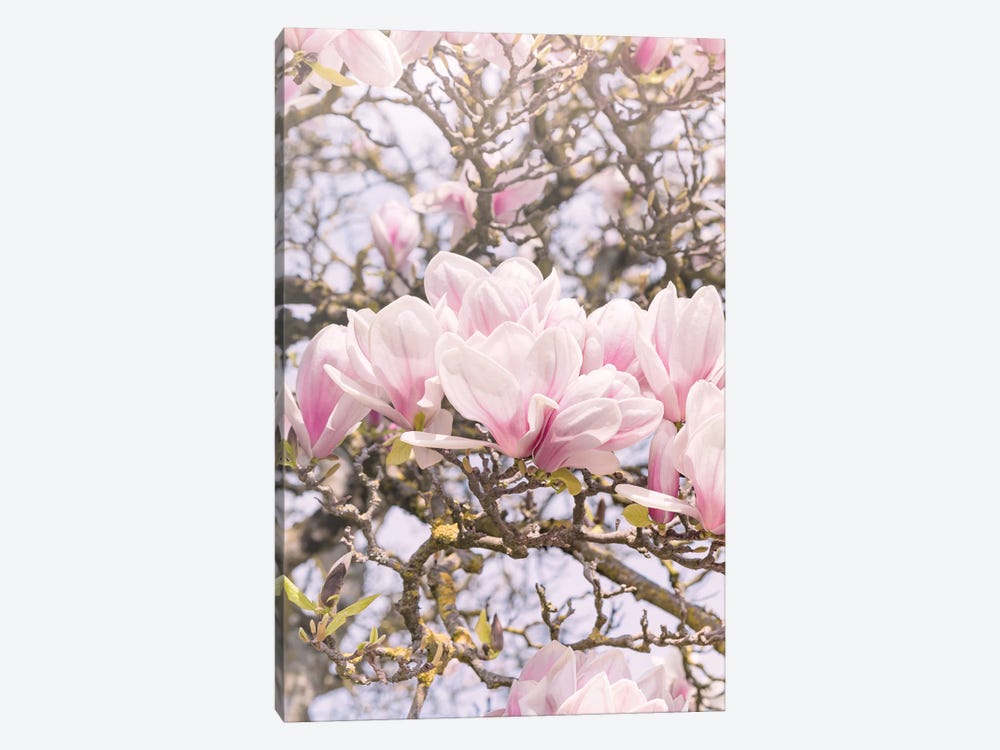 Blooming Magnolia In Montmartre Paris by Beli 1-piece Canvas Print