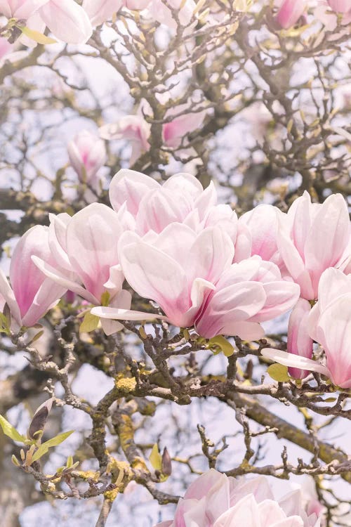 Blooming Magnolia In Montmartre Paris