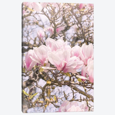 Blooming Magnolia In Montmartre Paris Canvas Print #BLI17} by Beli Canvas Art