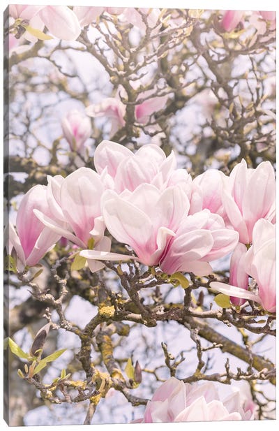 Blooming Magnolia In Montmartre Paris Canvas Art Print - Beli