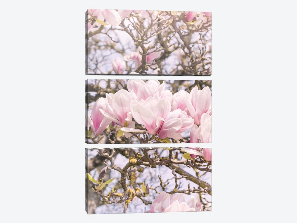 Blooming Magnolia In Montmartre Paris by Beli 3-piece Art Print