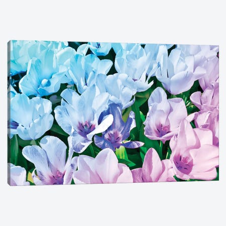 Blue Indigo Tulips Canvas Print #BLI20} by Beli Canvas Wall Art