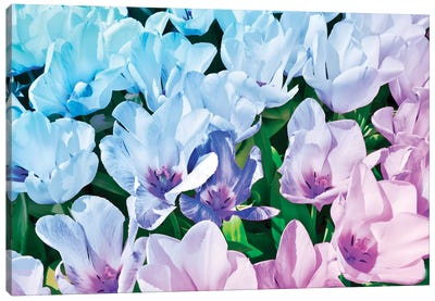 Blue Indigo Tulips Canvas Art Print - Beli