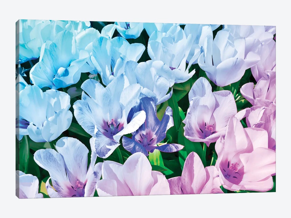 Blue Indigo Tulips by Beli 1-piece Canvas Art Print