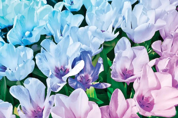 Blossoms: Blue Indigo Tulips by Beli