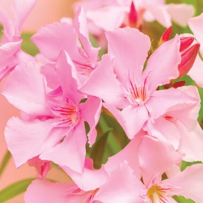 Effervescence by Beli art print