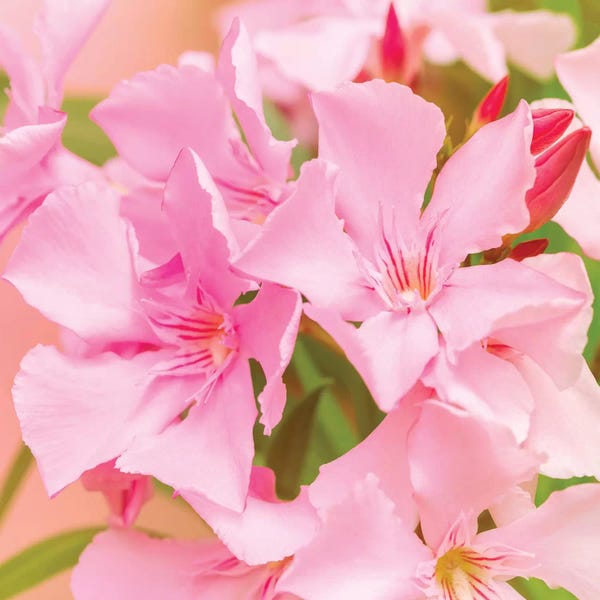 Oleanders: Effervescence by Beli
