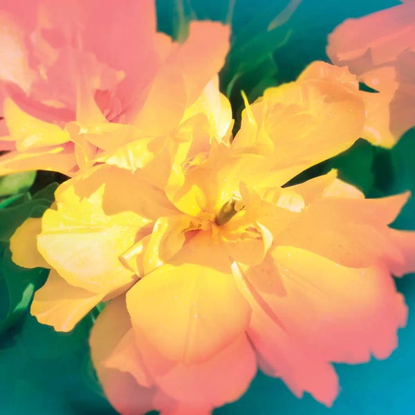 Beli: Electric Flower by Beli