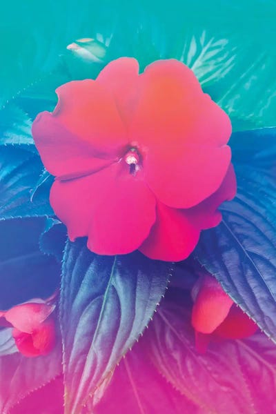 Exotic Flowers Hologram by Beli framed wall art