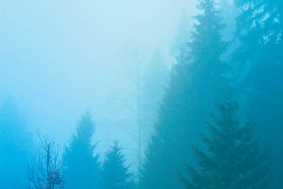 Forest Mist by Beli framed wall art