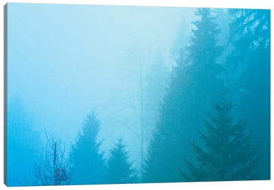 Forest Mist Canvas Art Print - Beli