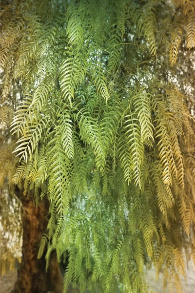 Ferns: Green Tree by Beli