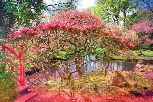 Beli: Japanese Garden And Pond by Beli