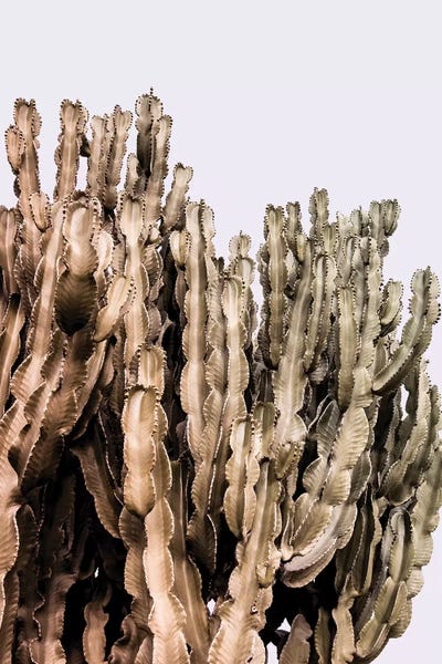 Beli: Metal Cactus by Beli