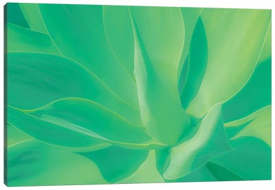Aloe Vera Plant Canvas Art Print - Beli