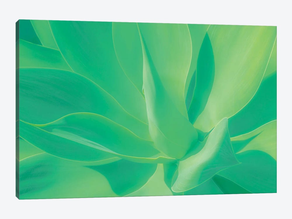 Aloe Vera Plant by Beli 1-piece Canvas Art
