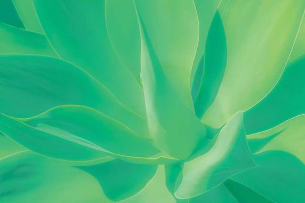 Beli: Aloe Vera Plant by Beli