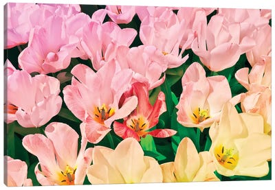 Pink Tulips Canvas Art Print - Blossom Art