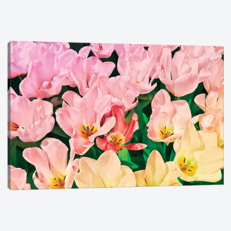 Pink Tulips Canvas Print #BLI73} by Beli Art Print