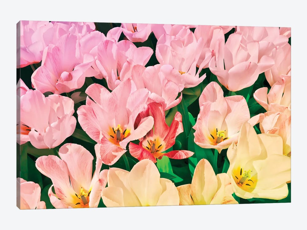 Pink Tulips by Beli 1-piece Canvas Print