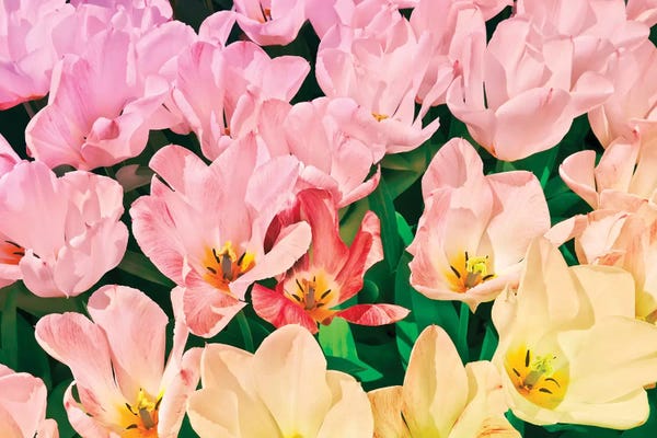 Beli: Pink Tulips by Beli