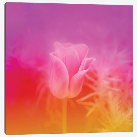 Pinky Tulip Canvas Print #BLI74} by Beli Canvas Artwork
