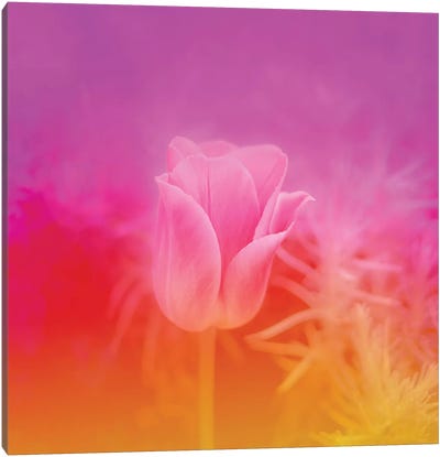 Pinky Tulip Canvas Art Print - Sunset Shades
