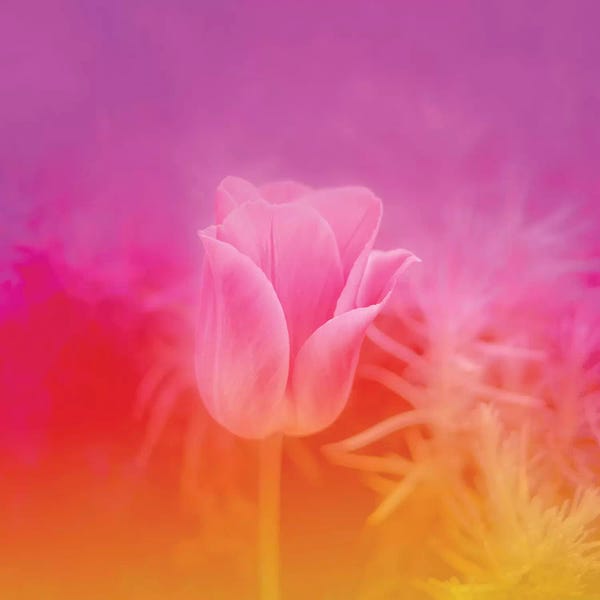 Beli: Pinky Tulip by Beli