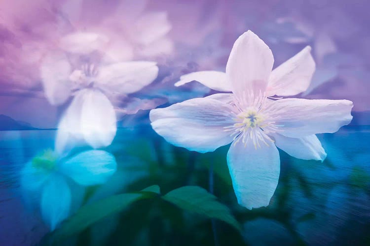 Romantic Garden by Beli wall art