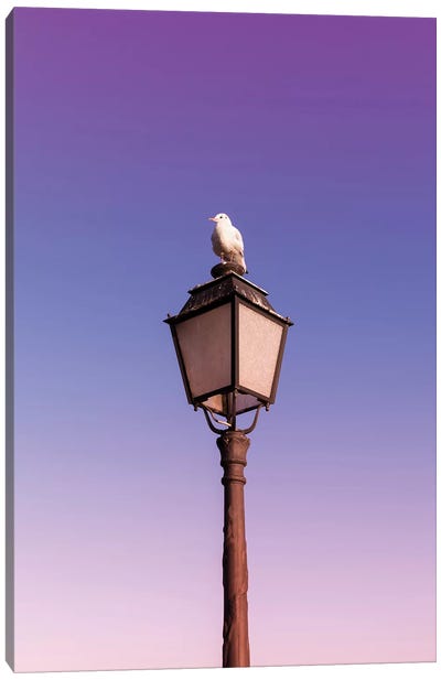 Seagull Canvas Art Print - Sunset Shades