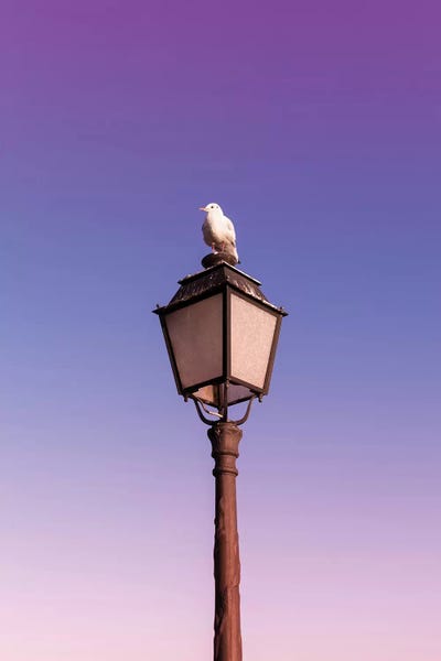 Beli: Seagull by Beli