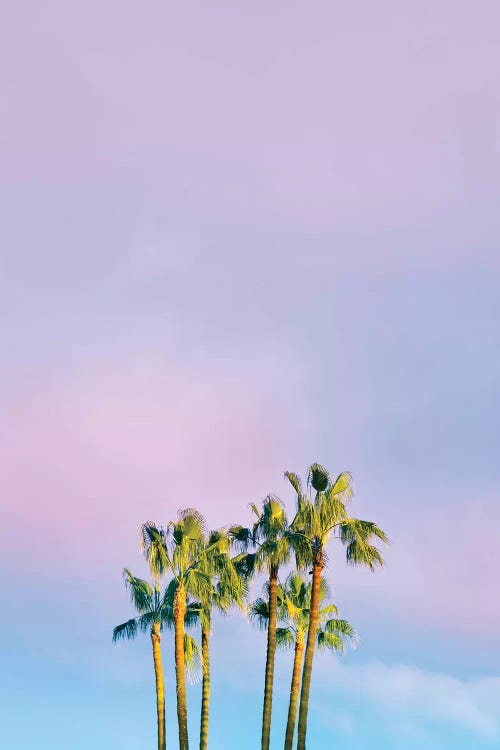 Summer Dreams With Palms