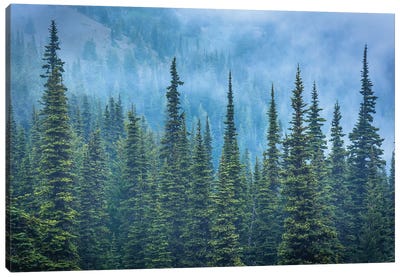 Hurricane Ridge Pines Canvas Art Print - Washington Art
