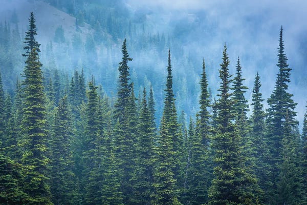 Pine Trees: Hurricane Ridge Pines by Jon Bilous