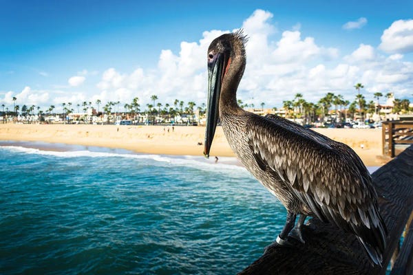 Docks & Piers: Balboa Pier Pelican by Jon Bilous