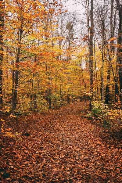 Maine: Moxie Falls Trail by Jon Bilous